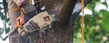 How Our Tree Care Process Works  in  Morgans Point Resort, TX