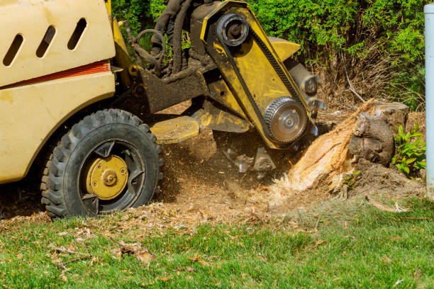 Best Lawn Renovation and Restoration  in Morgans Point Resort, TX