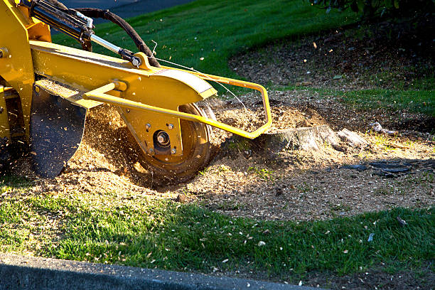 Best Commercial Tree Services  in Morgans Point Resort, TX