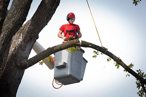 Best Arborist Consultation Services  in Morgans Point Resort, TX